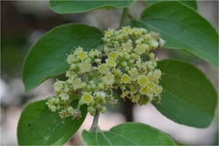 Ziziphus xylopyrus
